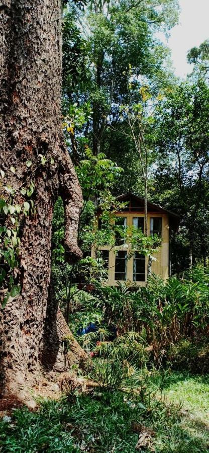 Jungle Jive Tree House Munnar住宿加早餐旅馆 外观 照片